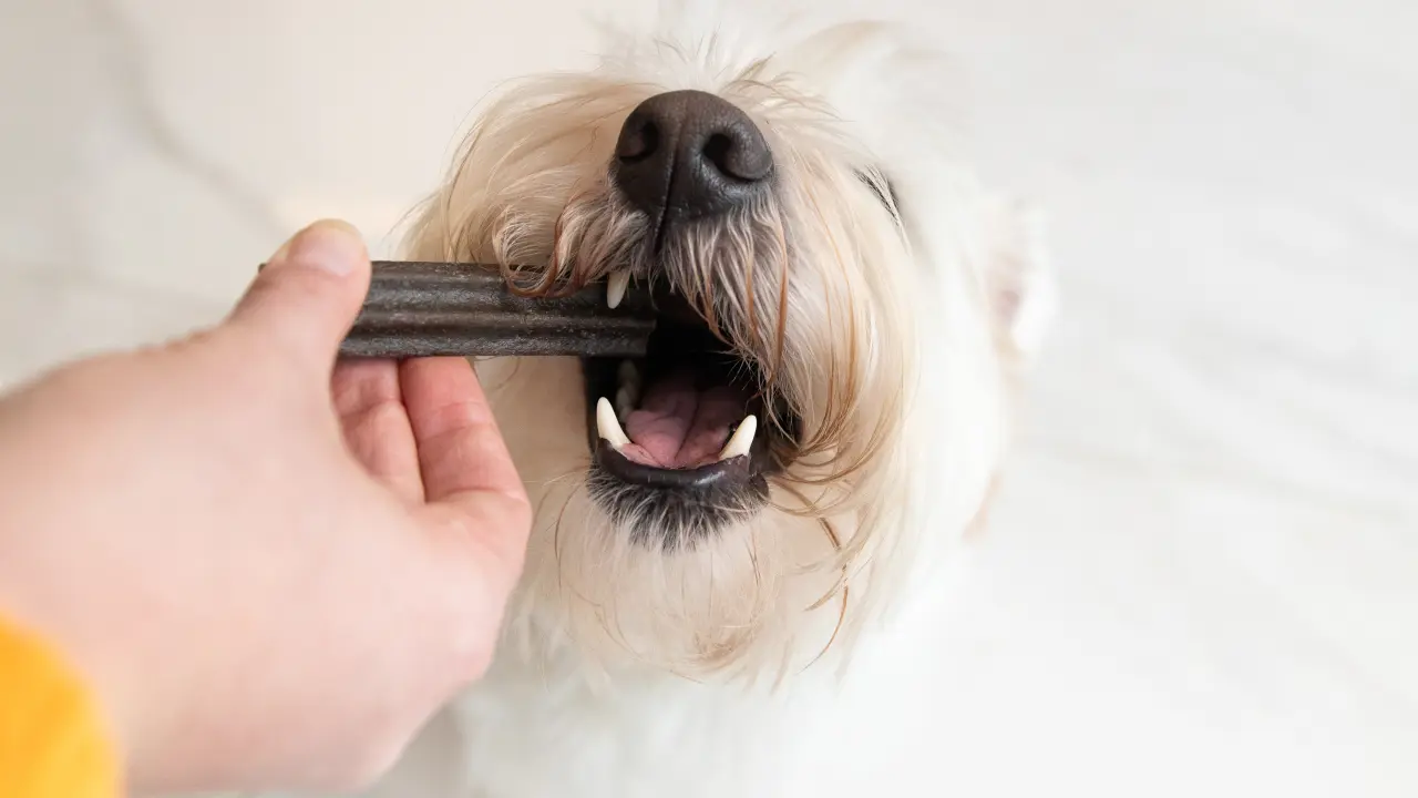 premios dentales para perro
